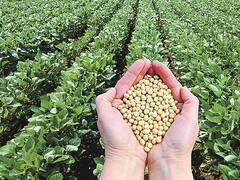 La soja se mantuvo en u$s 364 en Chicago, sostenida por las exportaciones