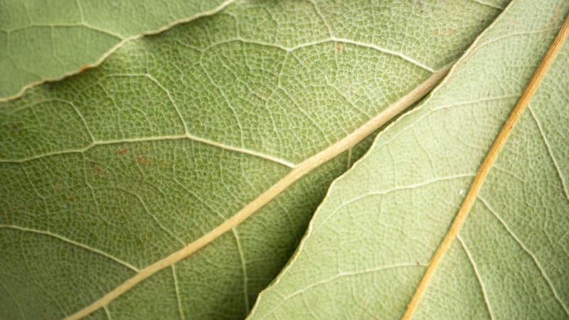Las hojas de este árbol tienen profunda significación desde la Antigua Grecia.