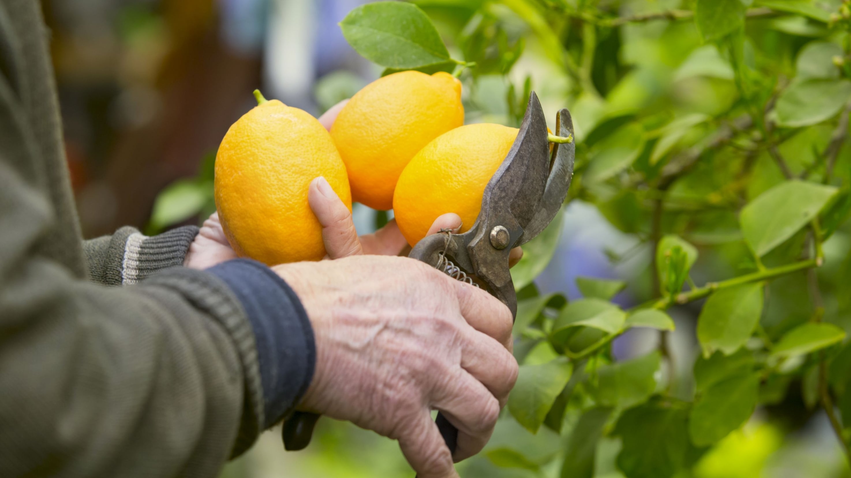 Ni todos los días ni una vez por semana: cada cuánto hay que regar el limonero para tener limones grandes en primavera Ni todos los días ni una vez por semana: cada cuánto hay que regar el limonero para tener limones grandes en primavera