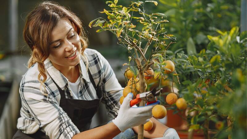 Con el cuidado adecuado, algunas especies de árboles frutales se adaptan al cultivo en macetas.