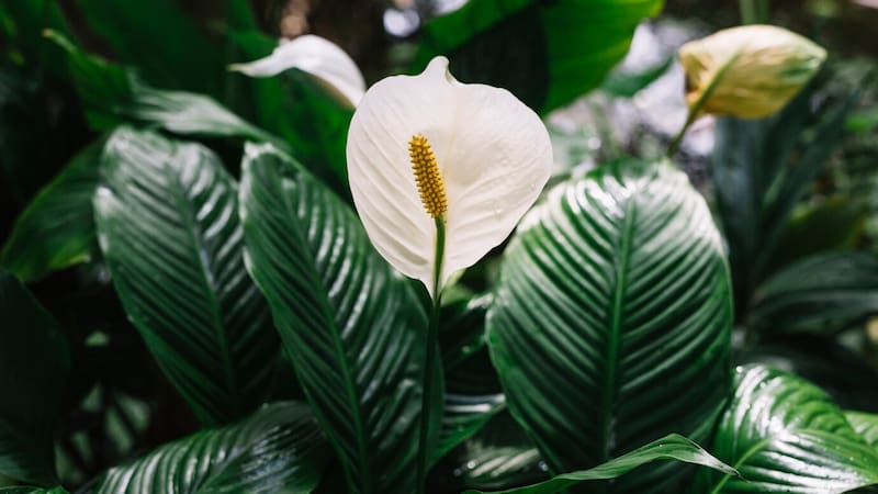 Según el Feng Shui, la Cuna de Moisés ayuda a armonizar los espacios de la casa.
