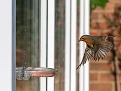 Qué significa que se acerquen pájaros a tu ventana, según el Feng Shui