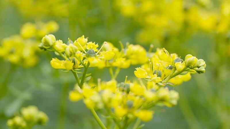 Esta planta tiene múltiples beneficios para la salud.