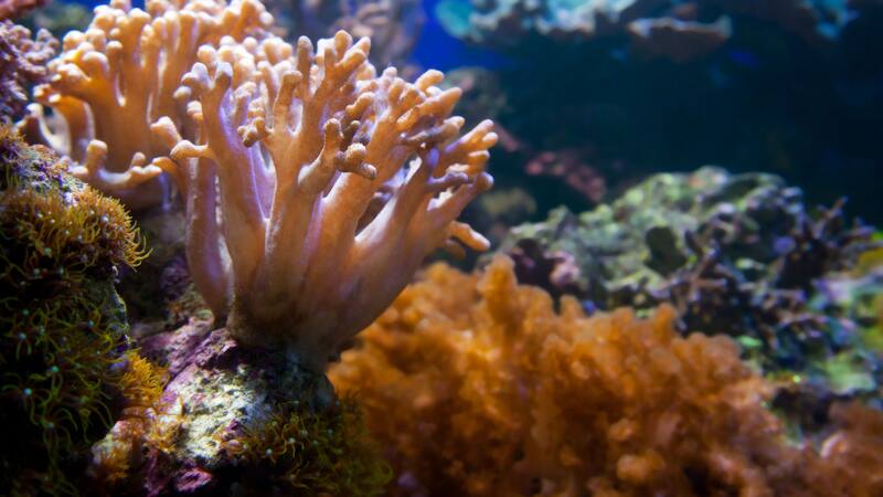 El coral gigante ha resistido siglos de adversidades, demostrando la resiliencia de los ecosistemas marinos.