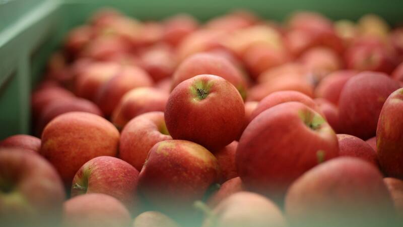 En Estados Unidos, el ingreso al país de ciertas frutas está prohibido ante la posibilidad de contaminación de la producción agrícola local a partir de la propagación de plagas.