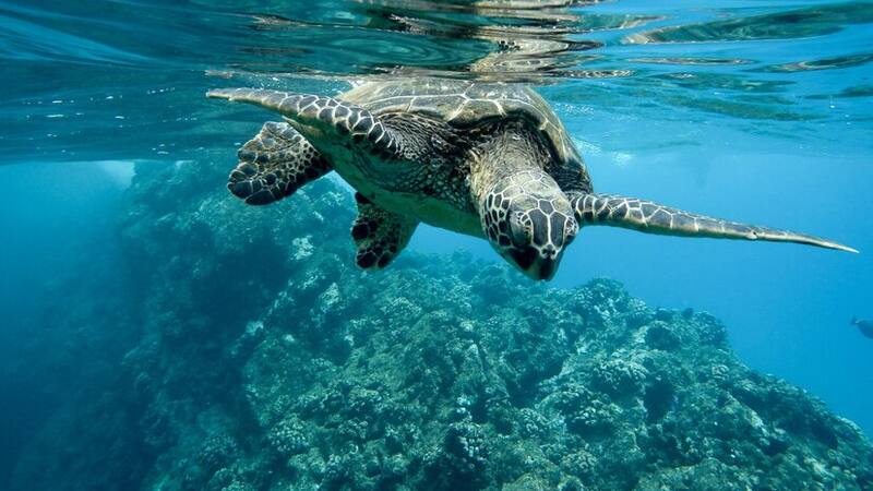 Este destino alberga un importante centro de investigación y preservación de tortugas marinas.