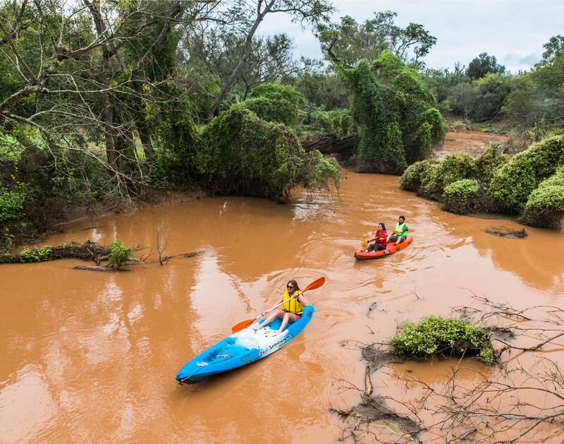 Con jaguares, caimanes negros y osos hormigueros gigantes, El Impenetrable es el hogar de especies en peligro de extinción, y un lugar clave para la conservación del Chaco. (Foto: Web elimpenetrable.org)
