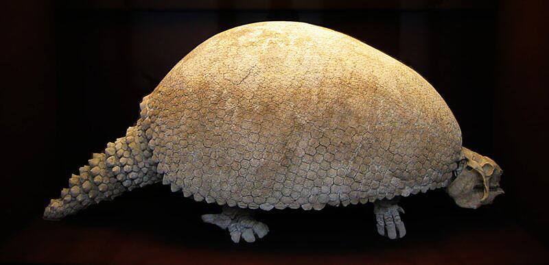 El gliptodonte es uno de los animales prehistóricos que habitaron esta región de Sudamérica. (Foto: Wikimedia)