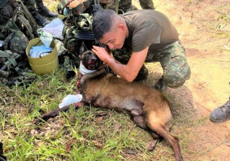 El guía de Sansón lo trasladó de inmediato para recibir atención médica tras la explosión. (Fuente: Ejército Nacional de Colombia)