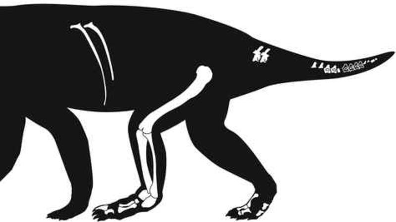 <div class="migrated-promo-image__description"><div class="migrated-promo-image__source">Fuente: Eudald Mujal / SMNS</div></div>