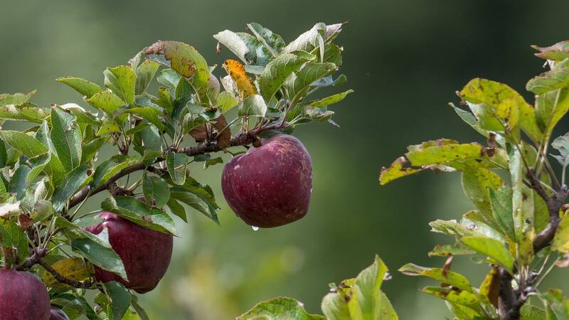 <div class="migrated-promo-image__description"><div class="migrated-promo-image__source">Fuente: Pixabay</div></div>