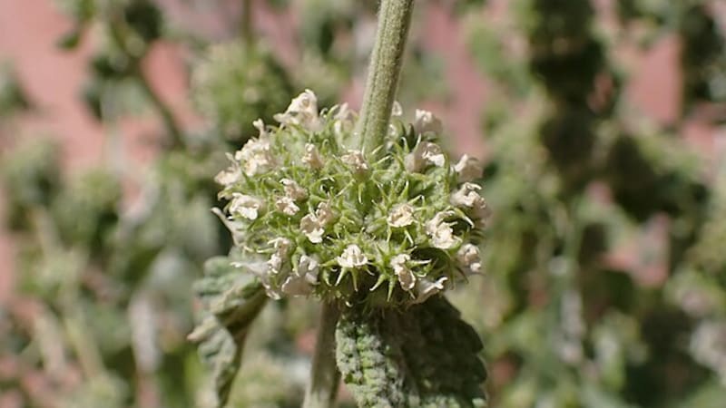 Combinada con otras plantas es un remedio natural para aliviar la tos y el catarro.