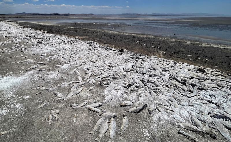 La sequía que azota a tres cuartas partes de México ha dejado cientos de miles de peces muertos en el municipio de Cuauhtémoc, en el estado de Chihuahua. Foto: EFE.