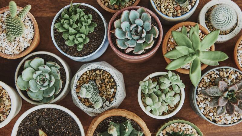 Una planta suculenta mexicana está protegida y en peligro de extinción.