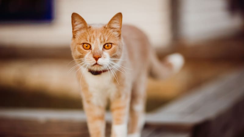 Un gato que se siente seguro en su entorno es menos propenso a mostrar comportamientos agresivos.