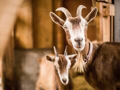 Surreal rescate en Kansas: denunció el secuestro de su cabra y la encontró en un insólito lugar