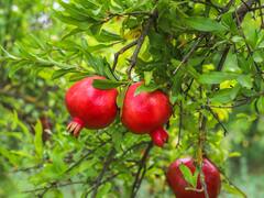 Oro rojo para la salud | los sorprendentes beneficios de las granadas: son bombas de manganeso, ácido fólico, hierro, vitamina C y fibra