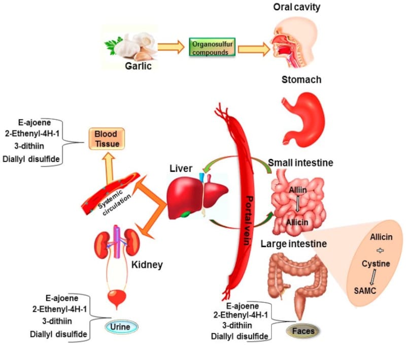 Estudios sobre el ajo. Fuente: NIH.