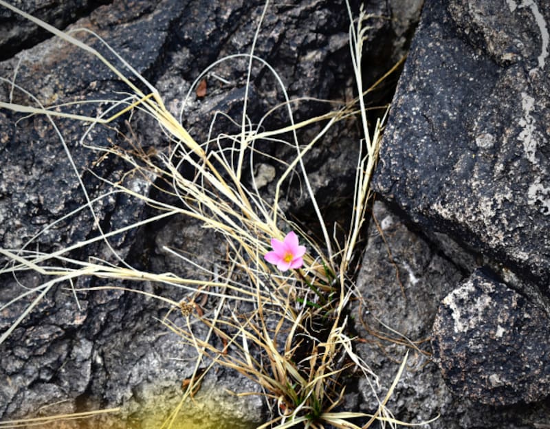La llamativa flor de la Bromelia del Charco. Fuente: Archivo
