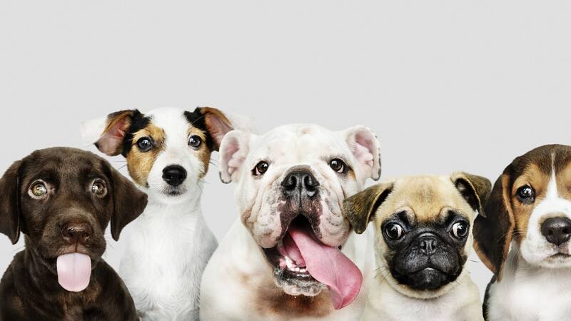 Algunas razas necesitan más visitas al veterinario.