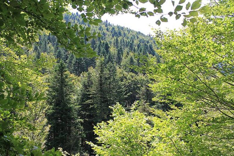 Bosque de Lizardoia y Aztaparreta, Navarra. Fuente: Wikipedia