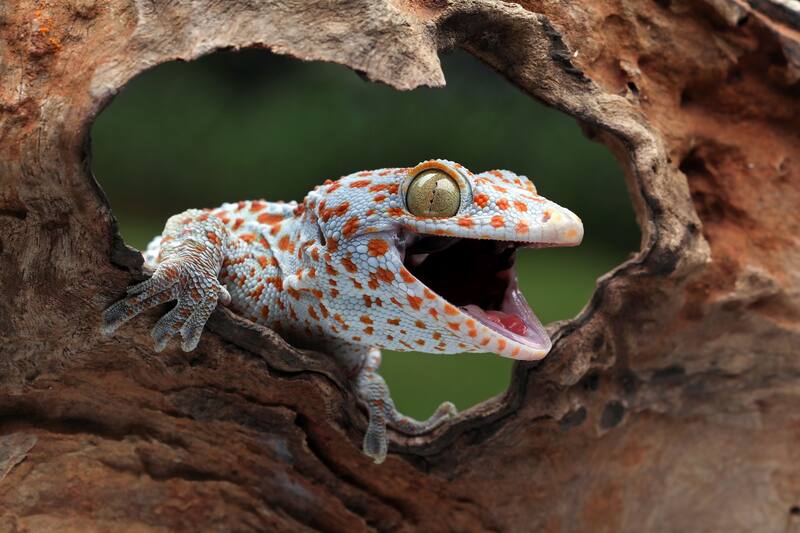 Un sexto sentido agudiza la percepción del gecko tokay. Fuente: Shutterstock.