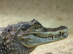 Un caimán mató a una mujer: el macabro hallazgo en la escena del ataque