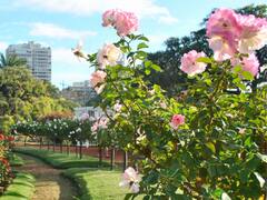 El Rosedal de Palermo entrega gajos de rosas gratis: cuándo y dónde solicitarlas