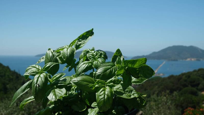 La hierba sagrada que favorece el sueño, reduce el estrés, protege las encías y alivia todos los dolores del cuerpo.