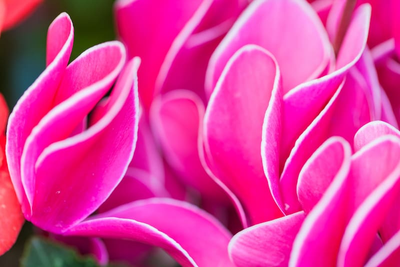 Las flores del ciclamen florecen desde el otoño hasta la primavera, proporcionando color en el jardín durante los meses más fríos. (Foto: Freepik)