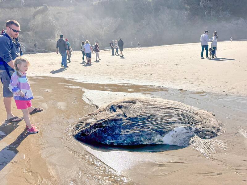 Los visitantes que se encontraban en el lugar pudieron verlo de cerca. (Foto: Facebook Seaside Aquarium)