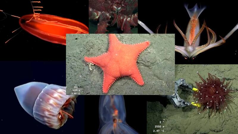 <div class="migrated-promo-image__description"><div class="migrated-promo-image__source">Fuente: Ocean Schmidt Conicet</div></div>