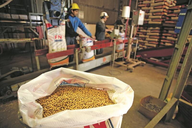 Los porotos de soja que salen a remate en Aduana se pueden usar para la elaboración de alimento balanceado o en las cadenas de producción de carne vacuna, avícola, porcina u ovina