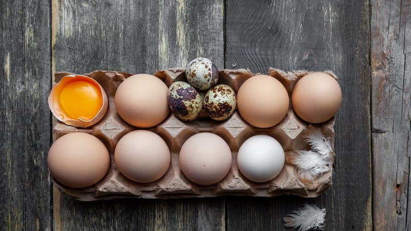 Conocé cuál de los huevos tiene mayor poder nutritivo.