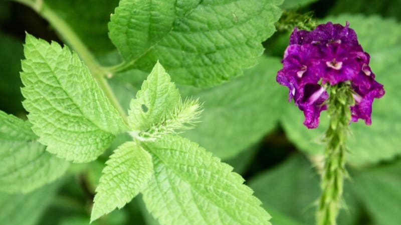 <div class="migrated-promo-image__description"><div class="migrated-promo-image__source">Fuente: Freepik</div></div>