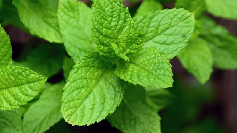 La hierba medicinal que recomiendan las abuelas para fortalecer la memoria y cuidar el cerebro.