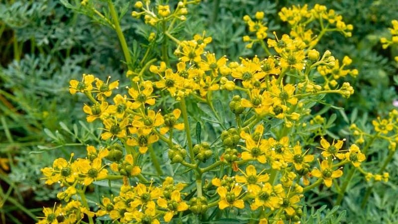 <div class="migrated-promo-image__description"><div class="migrated-promo-image__source">Fuente: Pixabay</div></div>