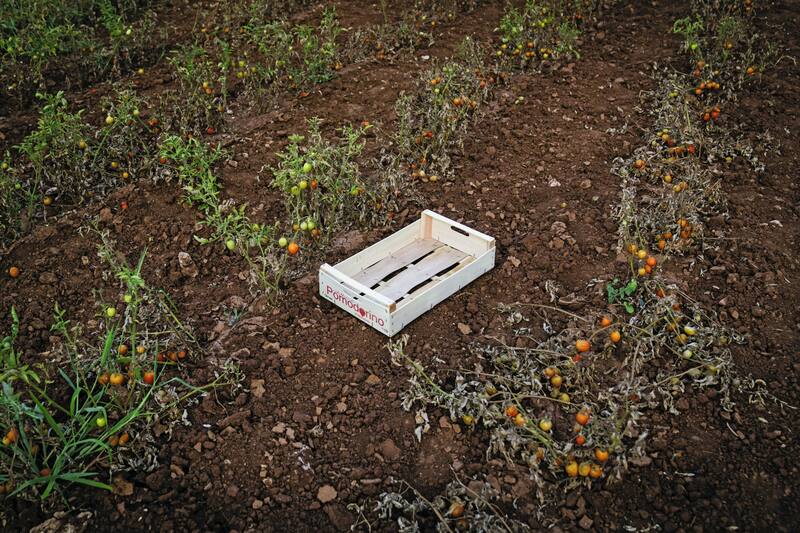 A medida que aumenten las temperaturas, los investigadores esperan mayores pérdidas de rendimiento para el tomate