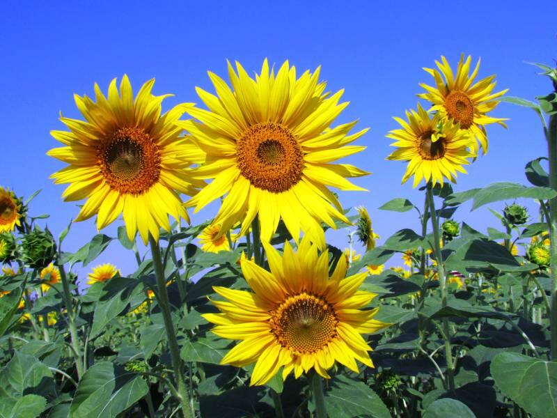 Los girasoles son unas de las flores más elegidas para regalar en septiembre.