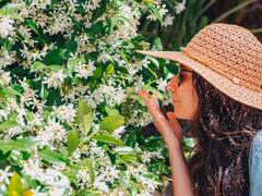 Las 8 plantas que eliminan los malos olores de tu casa y decoran cualquier rincón: dile adiós a los ambientadores químicos