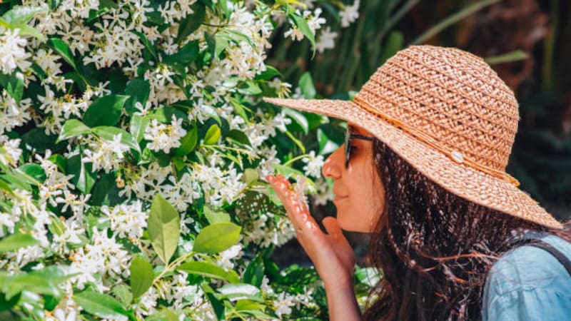 El jazmín, una planta aliada para mejorar el aroma de tu casa.