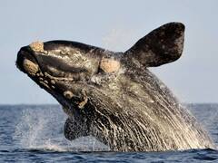 No es Puerto Madryn: se podrán ver ballenas australes en una ciudad balnearia a sólo 3 horas de Buenos Aires