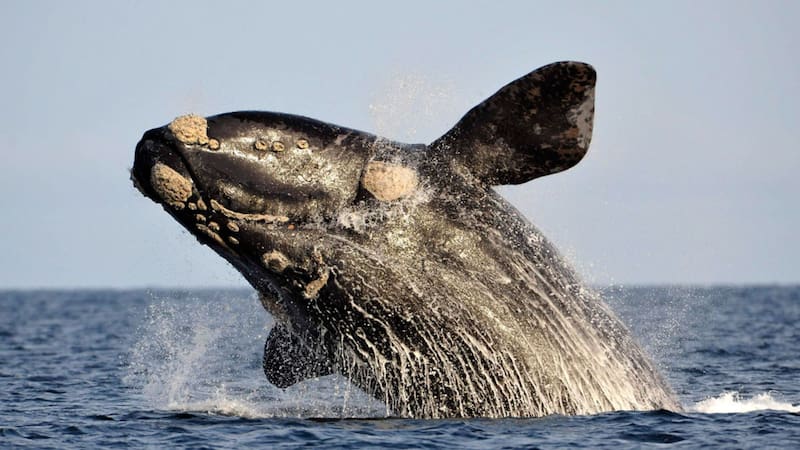 <div class="migrated-promo-image__description"><div class="migrated-promo-image__source">Fuente: Freepik </div></div>