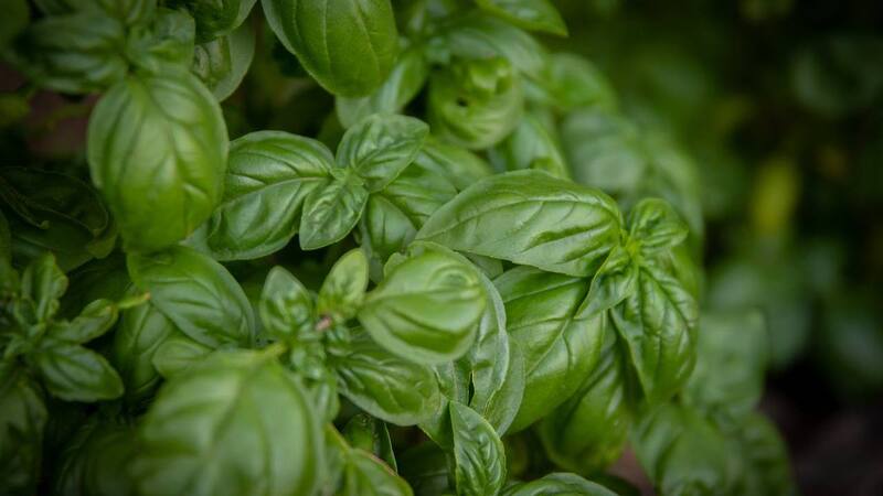 El superalimento que te ayuda a combatir la artritis. Fuente: Archivo