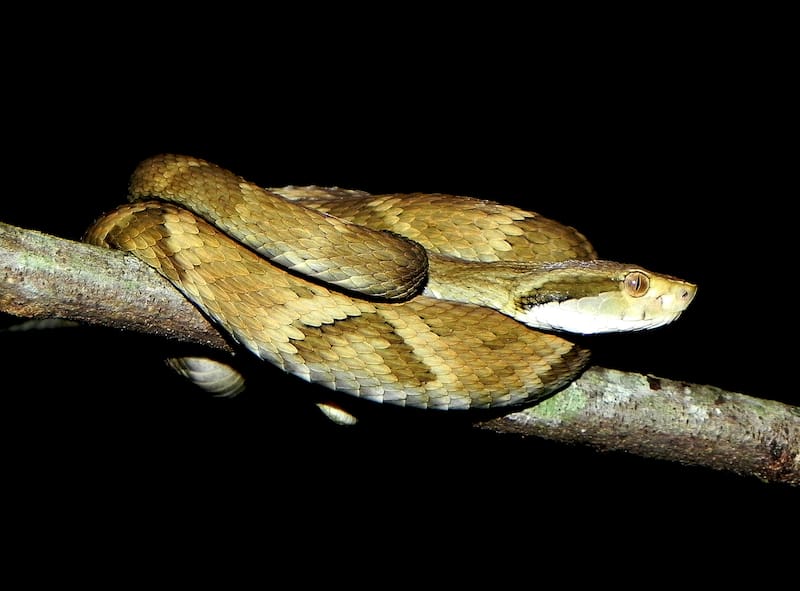 Es esencial restringir el movimiento de la persona mordida para evitar la propagación del veneno. (Fuente: Alexandre S. Michelotto en Wikimedia Commons)