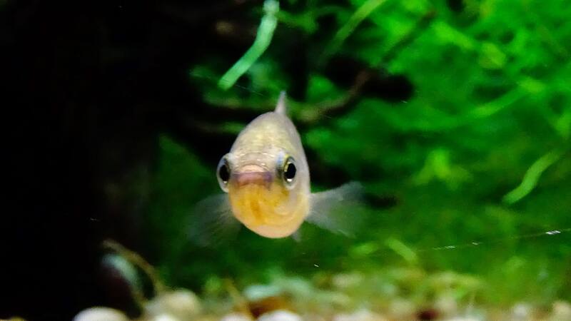 El trabajo de recuperación de esta especie latinoamericana llevó dos décadas.