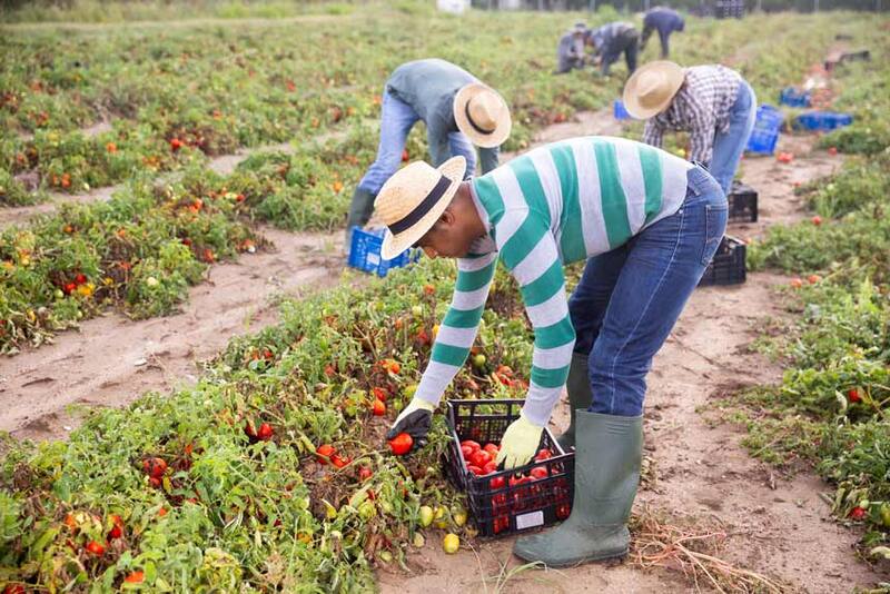 Los Servicios de Ciudadanía e Inmigración (USCIS) y el Departamento de Agricultura de Estados Unidos desarrollaron la Visa H-2A, un programa destinado a suplir la falta de mano de obra en el sector agrícola. Fuente: archivo.