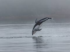 Hallazgo arqueológico: un cráneo de 16 millones de antigüedad revela la existencia de un delfín gigante en los ríos de Sudamérica