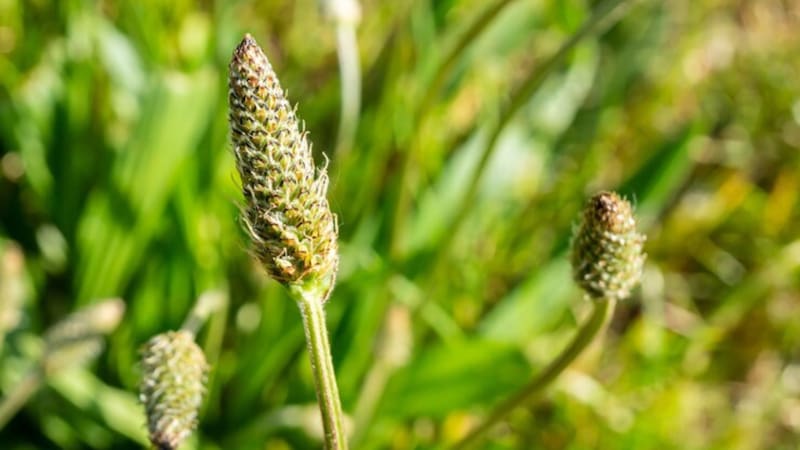 El alimento milenario que acelera el tránsito intestinal y ayuda a reducir el colesterol.