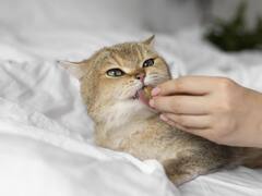 Profeco revela cuáles son las croquetas para gatos más saludables: se consiguen por 120 pesos